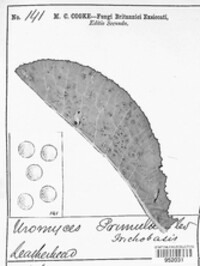 Puccinia primulae image